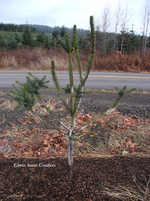 Abies procera 'Hupps Single Snake'